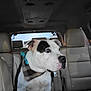 dog, car_interior, seat, dog_collar, bandana, pet, animal, leather_seat, window, vehicle, side_view, alert, white_dog, black_patch, companion, domestic_animal, transportation, looking_away, indoor, canine