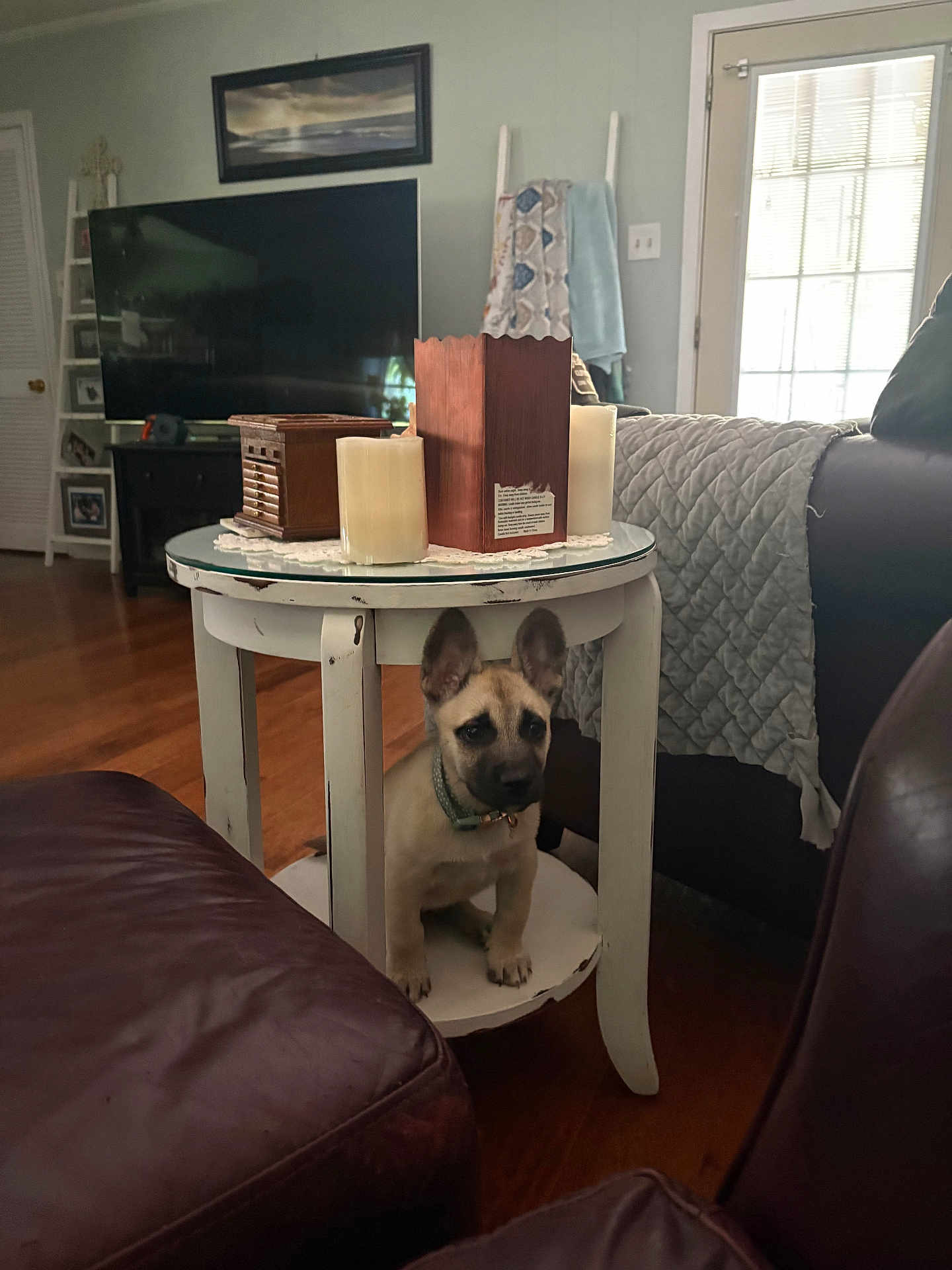 Ollie joined the competition — help win amazing prizes! puppy, dog, table, living_room, candles, wooden_box, quilted_blanket, television, door, floor, furniture, collar, sitting, indoor, decor, window, home, pet, cute, brown