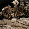 animal, blanket, cat, closeup, companion, cozy, cute, domestic, fur, kitten, mammal, paw, pet, resting, sleeping, snuggling, soft, tabby, whiskers, young