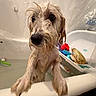 bath_toys, bathing, bathroom, bathtub, black_nose, brown_and_white, dark_eyes, dog, front_paws, funny, indoor, long_hair, pet, portrait, scruffy, small_dog, standing, toiletries, wet_dog, wet_fur
