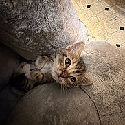 Big Chungus joined the competition — help win amazing prizes! kitten, cat, tabby, feline, pet, cute, cozy, cushion, soft, indoor, floor, pattern, fur, young, animal, resting, curious, small, comfort, home