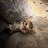 kitten, cat, tabby, feline, pet, cute, cozy, cushion, soft, indoor, floor, pattern, fur, young, animal, resting, curious, small, comfort, home
