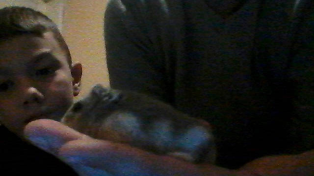 Chausson participe au concours pour gagner de l'argent avec cette photo : child, chinchilla, degu, dormouse, ear, fawn, gerbil, hamster, mouse, mouth, muridae, muroidea, person, rodent