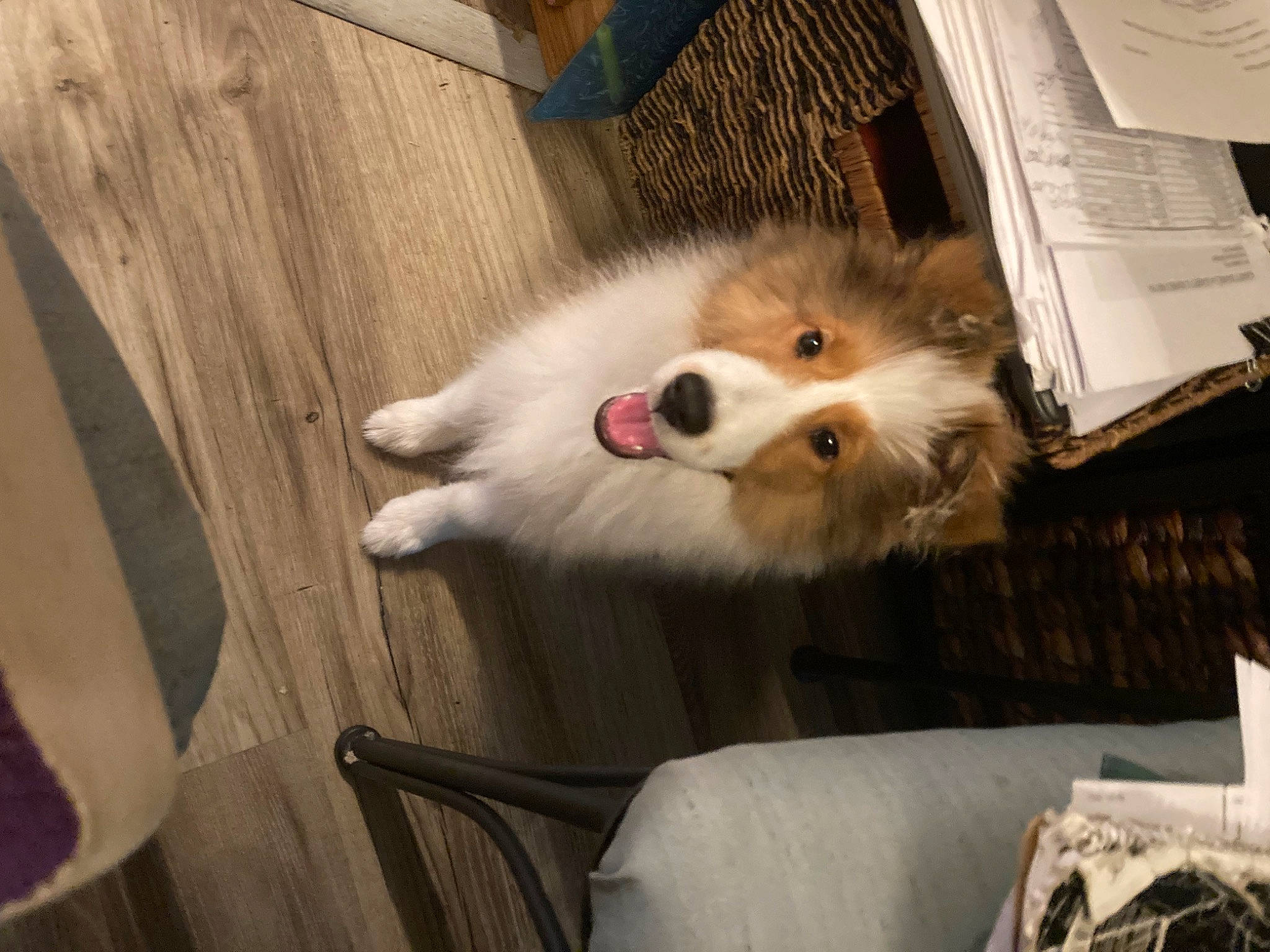 Elsa joined the competition — help win amazing prizes! canidae, carnivore, chair, companion_dog, dog, dog_breed, felidae, fur, german_spitz, hardwood, pomeranian, small_to_medium_sized_cats, snout, spitz, sporting_group, toy_dog, volpino_italiano, wheel, whiskers, wood