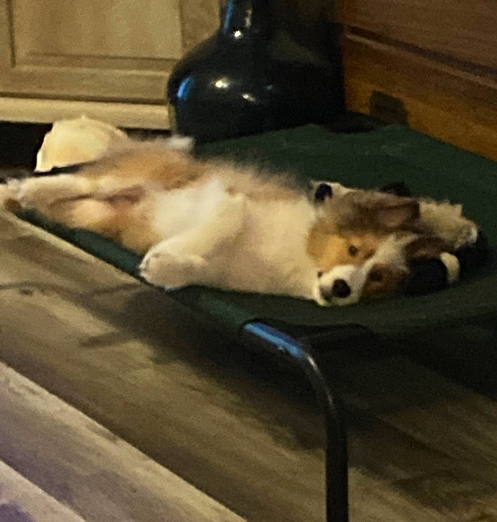 Elsa is registered to the contest to win money with this photo: carnivore, cloud, comfort, companion_dog, dog, dog_breed, fawn, felidae, flooring, fur, hardwood, paw, snout, spitz, sporting_group, tail, vertebrate, whiskers, wood, working_animal