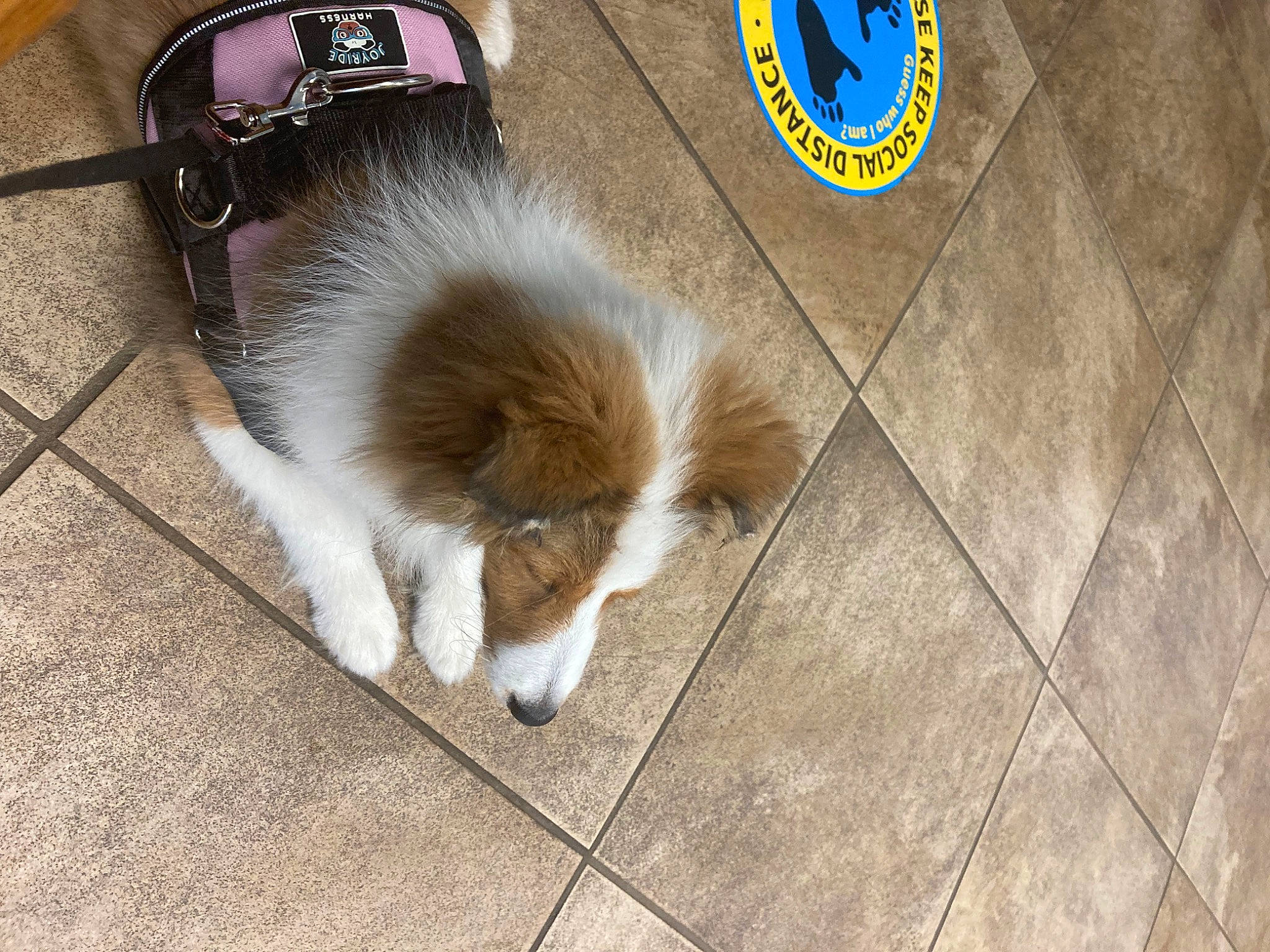Elsa joined the competition — help win amazing prizes! canidae, carnivore, collie, companion_dog, dog, dog_breed, floor, flooring, fur, herding_dog, paw, rough_collie, scotch_collie, shetland_sheepdog, snout, sporting_group, tail, tile_flooring, whiskers, wood