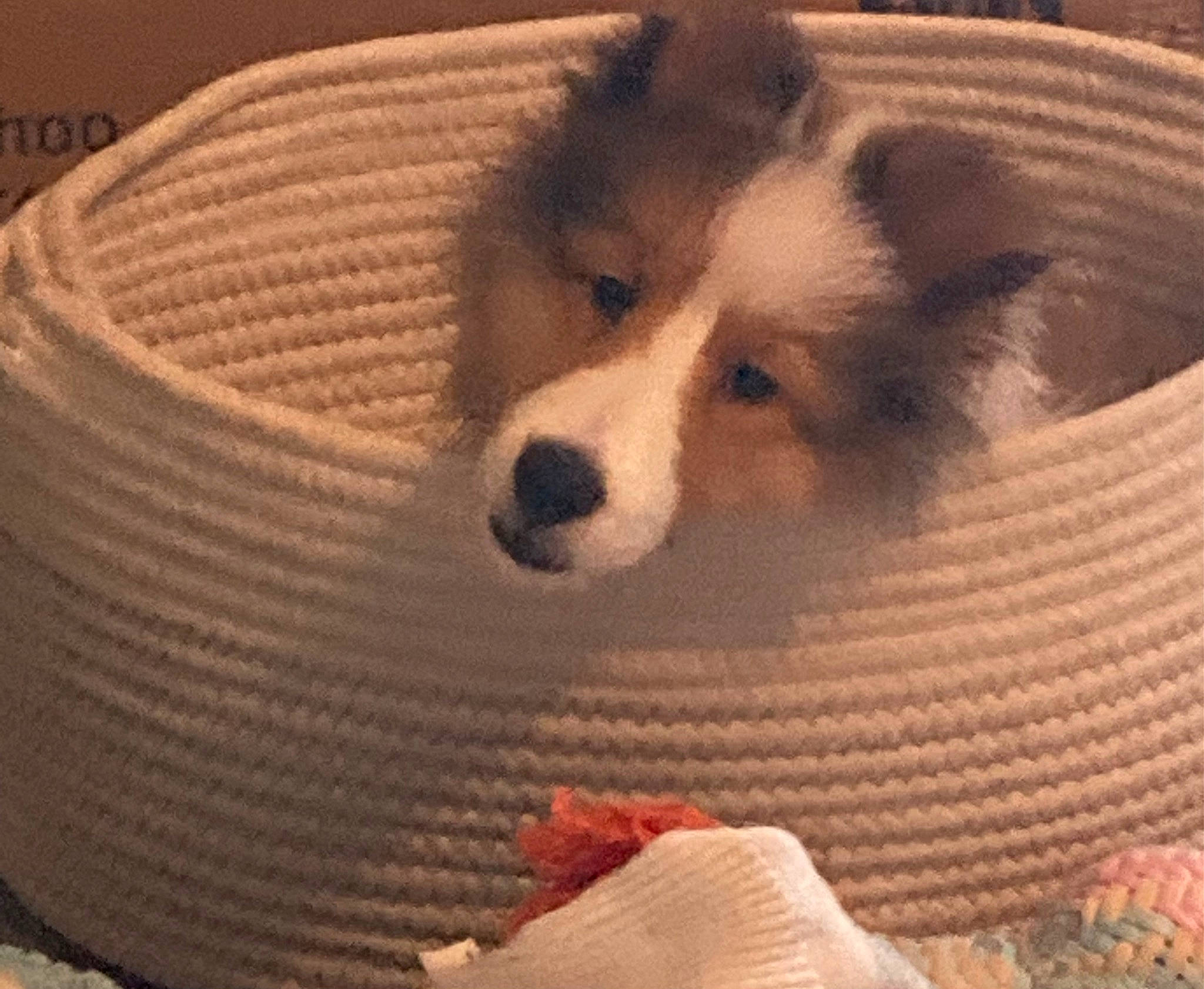 Elsa joined the competition — help win amazing prizes! ancient_dog_breeds, canidae, carnivore, companion_dog, corgi_chihuahua, dog, dog_breed, dog_supply, fashion_accessory, fawn, fur, non_sporting_group, spitz, sporting_group, terrestrial_animal, thread, toy_dog, whiskers, wool, working_animal