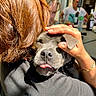 Aloha a rejoint le concours — aidez-le/la à gagner de superbes lots ! dog, person, hand, hair, table, bottle, drink, outdoor, sunlight, black_clothing, face, tongue, pet, affection, hug, blurred_background, casual, relaxation, friendship, warmth