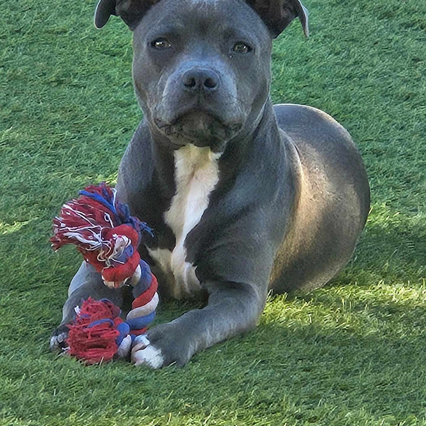 Aloha participe au concours pour gagner de l'argent avec cette photo : dog, pet, animal, grass, outdoor, toy, rope_toy, gray_dog, white_patch, lying_down, canine, playful, ears_up, focused, sunlight, nature, domestic_animal, mammal, companion, relaxed