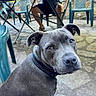 Aloha a rejoint le concours — aidez-le/la à gagner de superbes lots ! dog, gray_dog, pet, collar, outdoor, stone_patio, plastic_chair, table, person, legs, blurred_background, curious, close_up, sitting, canine, animal, fur, ears, nose, daylight