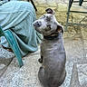 dog, gray_dog, pet, outdoor, stone_floor, plastic_chair, person, blanket, curious, sitting, collar, tail, daylight, pavement, looking_up, animal, companion, casual, relaxed, domestic_animal