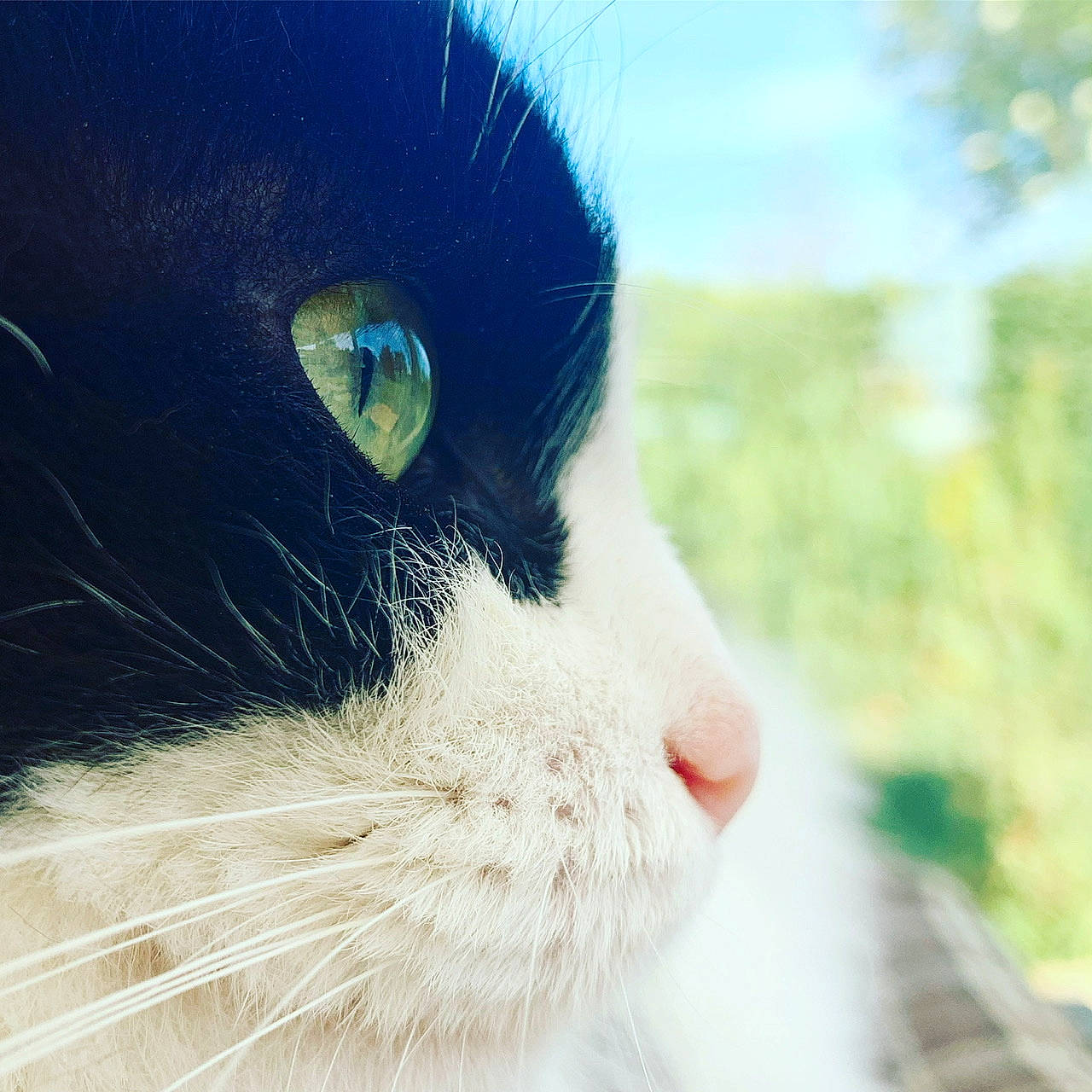 Lucky a rejoint le concours — aidez-le/la à gagner de superbes lots ! aegean_cat, black_and_white, carnivore, cat, close_up, ear, eye, felidae, fur, grass, green, macro_photography, nose, organ, photography, sky, small_to_medium_sized_cats, snout, whiskers, white