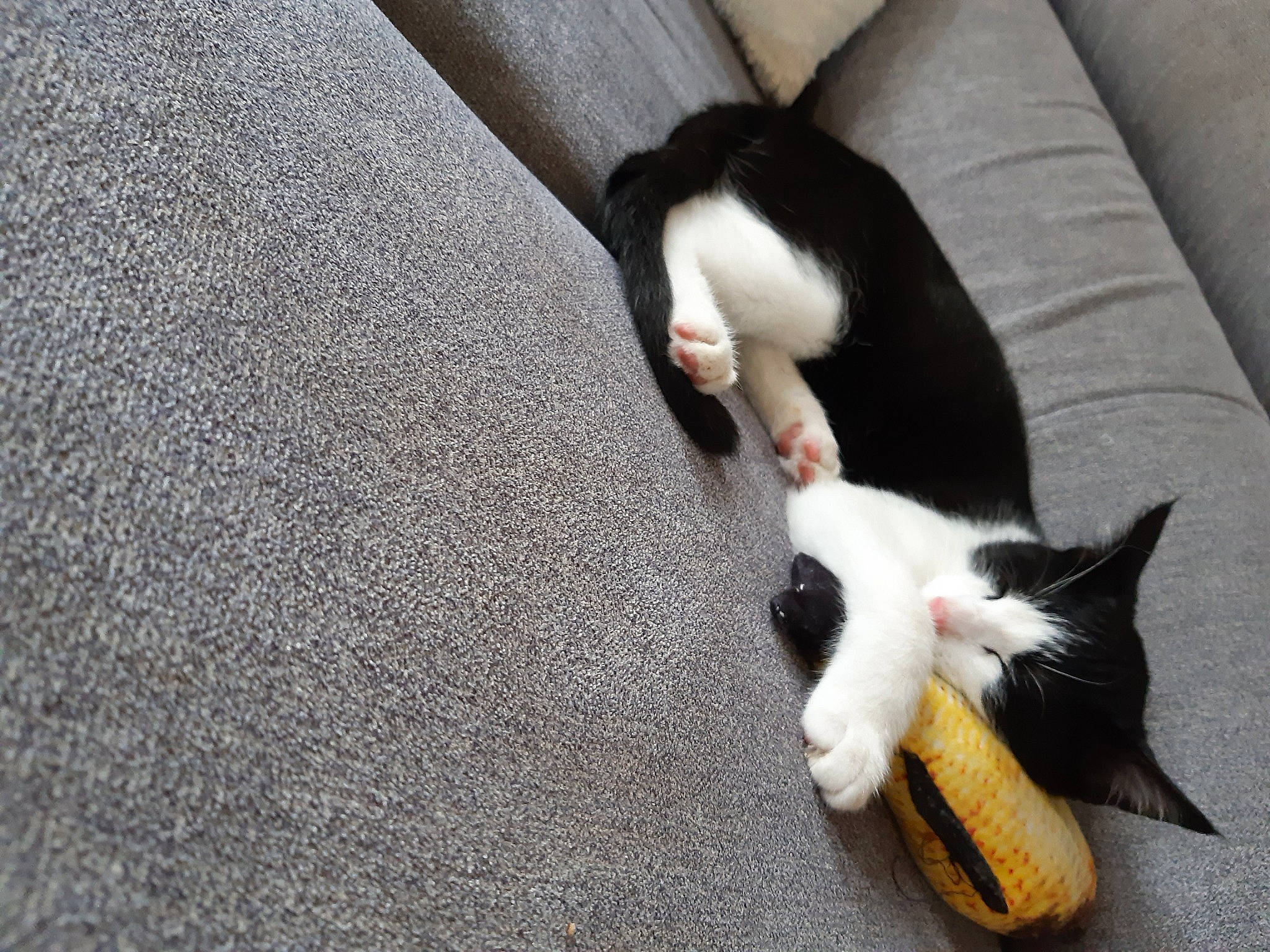 Haku a rejoint le concours — aidez-le/la à gagner de superbes lots ! black_cat, carnivore, cat, claw, domestic_short_haired_cat, felidae, kitten, leg, paw, polydactyl_cat, small_to_medium_sized_cats, tail, whiskers