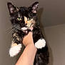 kitten, cat, tortoiseshell, white_paws, pet, animal, feline, collar, bell, hand, arm, indoor, curious, looking, young, cute, fur, whiskers, ears, portrait