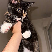 Bibble a rejoint le concours — aidez-le/la à gagner de superbes lots ! kitten, cat, tortoiseshell, white_paws, pink_collar, pet, animal, feline, fur, whiskers, human_hand, indoor, curious, young, cute, portrait, closeup, domestic_animal, mammal, holding