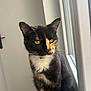 cat, tortoiseshell, yellow_eyes, window, indoor, pet, animal, feline, whiskers, fur, sitting, looking_away, natural_light, quiet, contemplative, ears, collar, close_up, portrait, domestic