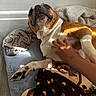 Princessa joined the competition — help win amazing prizes! dog, pet, brown_and_white, lying_down, bed, blanket, hand, human, indoor, sunlight, paw, relaxed, cozy, fur, floor, comfort, animal, resting, cute, domestic