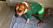 Princessa is registered to the contest to win money with this photo: dog, pajamas, green, brown, white, blanket, floor, indoor, pet, animal, resting, canine, holiday, cute, clothing, fur, ears, tail, paw, wall