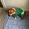 dog, pajamas, green, brown, white, blanket, floor, indoor, pet, animal, resting, canine, holiday, cute, clothing, fur, ears, tail, paw, wall
