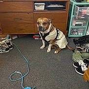 Princessa joined the competition — help win amazing prizes! dog, sweater, carpet, shoes, dresser, television, charging_cable, room, plastic_drawer, spray_bottle, can, floor, cord, clothing, pet, indoor, furniture, electronics, casual, brown_and_white
