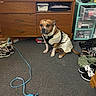 dog, sweater, carpet, shoes, dresser, television, charging_cable, room, plastic_drawer, spray_bottle, can, floor, cord, clothing, pet, indoor, furniture, electronics, casual, brown_and_white