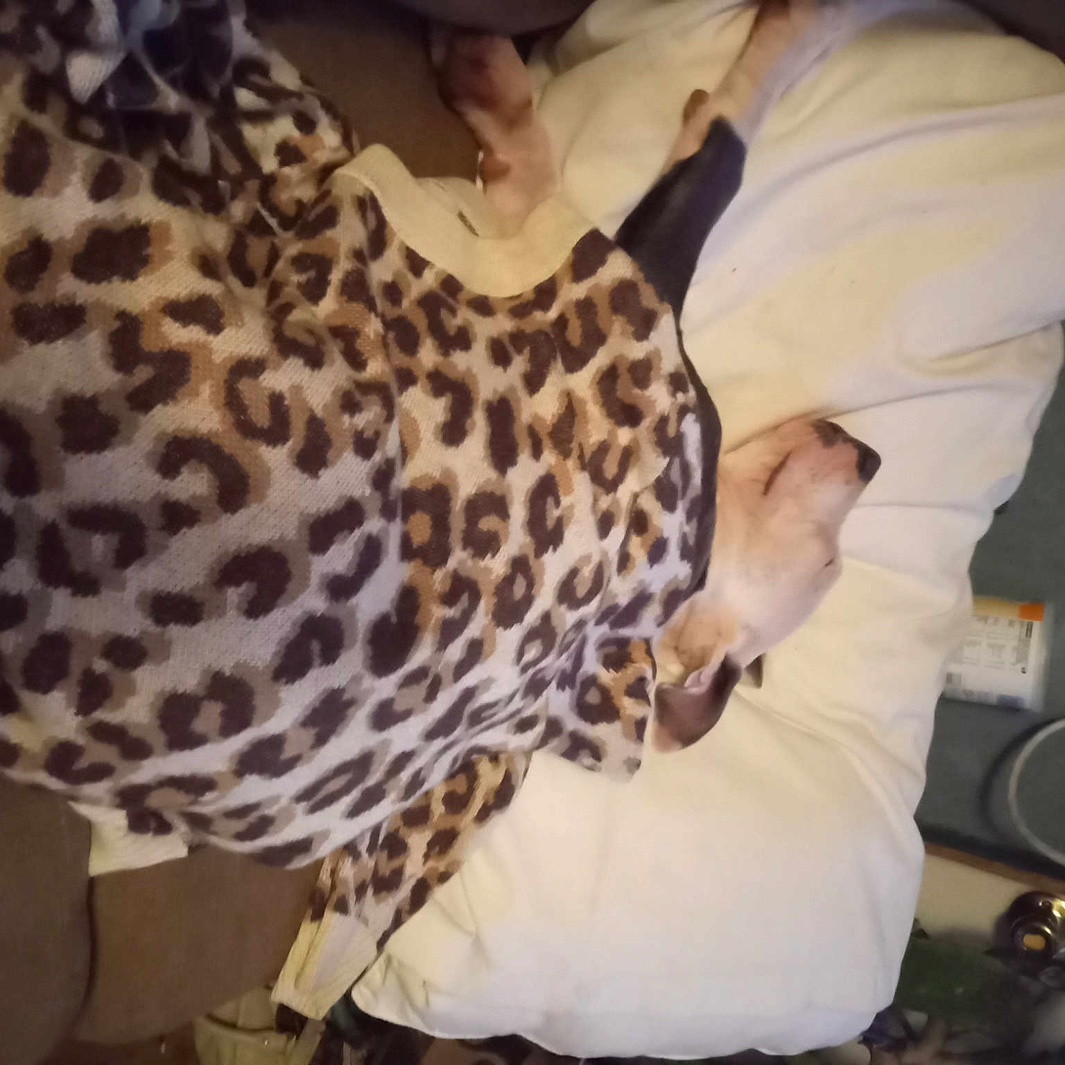 Georgia joined the competition — help win amazing prizes! beak, bird, falconiformes, fashion_accessory, fashion_design, fawn, feather, felidae, fur, galliformes, giraffe, linens, pattern, phasianidae, poultry, room, shawl, sleeve, wildlife, wing