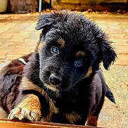 Patos participe au concours pour gagner de l'argent avec cette photo : puppy, dog, blue_eyes, curious, fluffy, paw, outdoor, close_up, black_and_tan, cute, young, pet, animal, fur, looking_at_camera, adorable, portrait, canine, young_dog, head_tilt