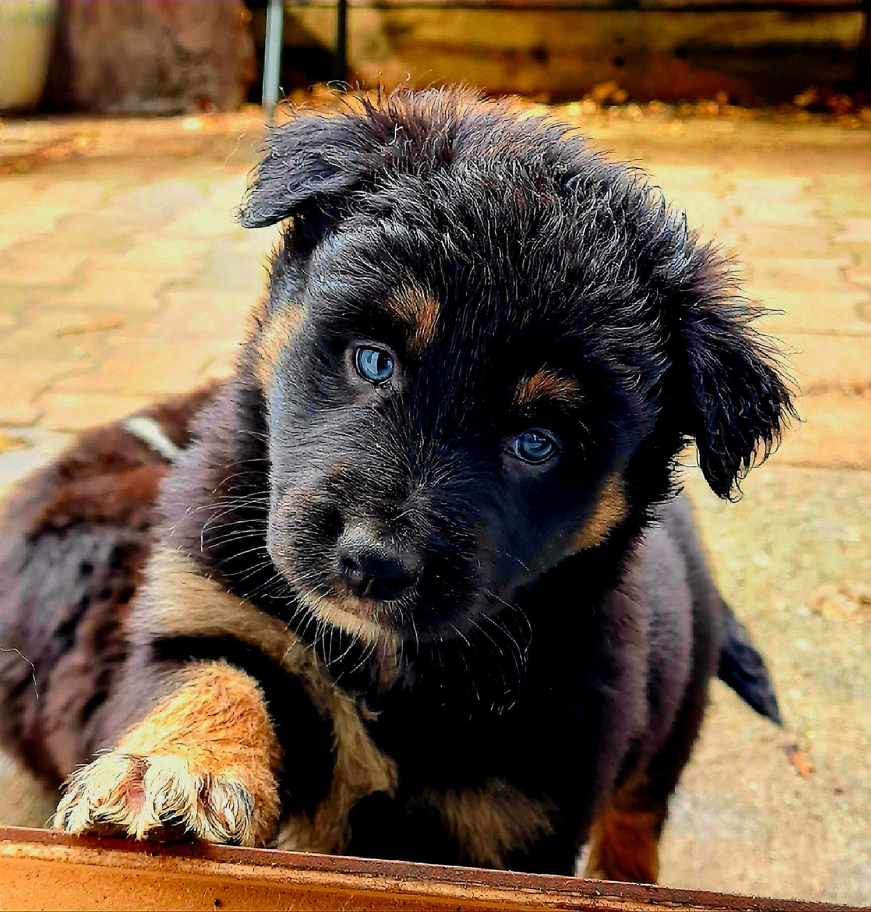 Patos participe au concours pour gagner de l'argent avec cette photo : puppy, dog, blue_eyes, curious, fluffy, paw, outdoor, close_up, black_and_tan, cute, young, pet, animal, fur, looking_at_camera, adorable, portrait, canine, young_dog, head_tilt
