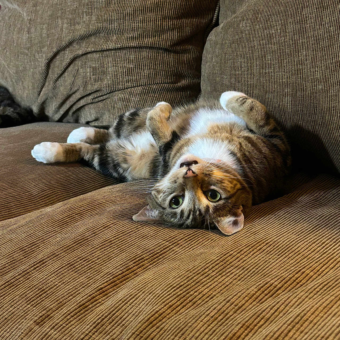 Cleo is registered to the contest to win money with this photo: brown, cat, corduroy, couch, cozy, curious, cute, domestic_animal, feline, fur, green_eyes, home, indoor, lying_down, paws, pet, relaxed, tabby, upside_down, whiskers