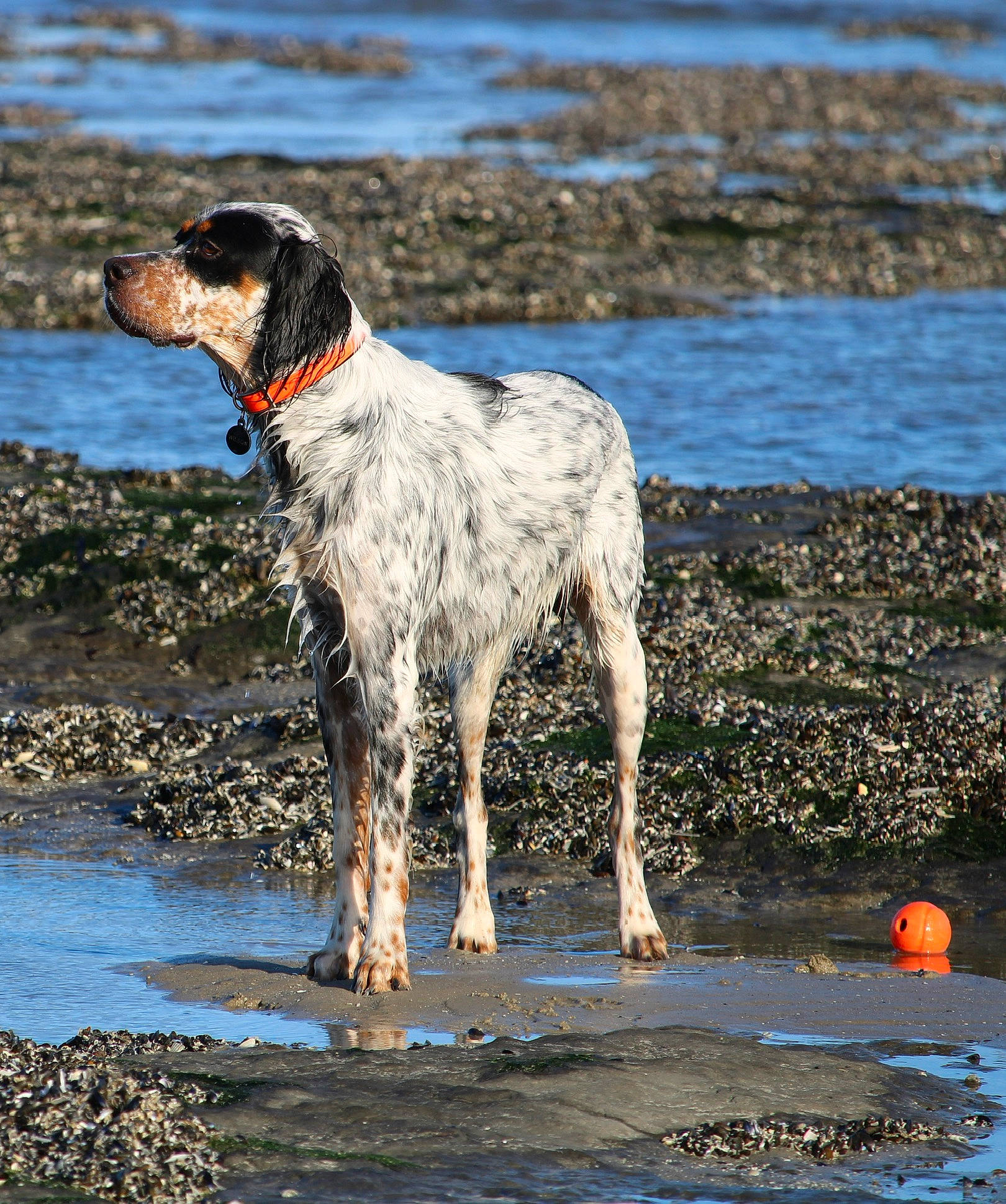 Wilson a rejoint le concours — aidez-le/la à gagner de superbes lots ! beach, canidae, carnivore, collar, companion_dog, dog, dog_breed, gun_dog, hunting_dog, lake, liquid, ocean, pointing_breed, reflection, sporting_group, water, wave, wind_wave, working_animal, working_dog
