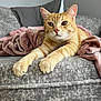 cat, ginger_cat, pet, feline, indoor, couch, blanket, cozy, relaxed, fur, whiskers, paws, home, living_room, soft_texture, resting, cute, animal, domestic, comfort