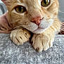 cat, orange_tabby, close_up, paws, fur, green_eyes, whiskers, pet, animal, soft_texture, cozy, indoor, resting, curious, cute, feline, mammal, portrait, domestic_cat, closeup