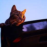 Bougy participe au concours pour gagner de l'argent avec cette photo : cat, feline, animal, pet, whiskers, ears, eyes, tabby, brown_fur, curious, alert, portrait, close_up, outdoor, sunset, dramatic_lighting, car, vehicle, paw, blue_sky
