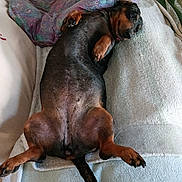 Nessi participe au concours pour gagner de l'argent avec cette photo : animal, bedding, belly_up, blanket, canine, comfortable, companion, cozy, cute, dachshund, dog, fur, home, indoor, lying_down, paw, pet, relaxed, resting, sleepy