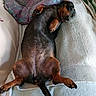 animal, bedding, belly_up, blanket, canine, comfortable, companion, cozy, cute, dachshund, dog, fur, home, indoor, lying_down, paw, pet, relaxed, resting, sleepy