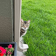 Lexi is registered to the contest to win money with this photo: cat, tabby_cat, grass, downspout, pipe, flower_pot, red_flowers, concrete_path, outdoor, curious, peeking, greenery, plant, nature, pet, animal, side_view, daylight, garden, fence