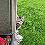 cat, tabby_cat, grass, downspout, pipe, flower_pot, red_flowers, concrete_path, outdoor, curious, peeking, greenery, plant, nature, pet, animal, side_view, daylight, garden, fence