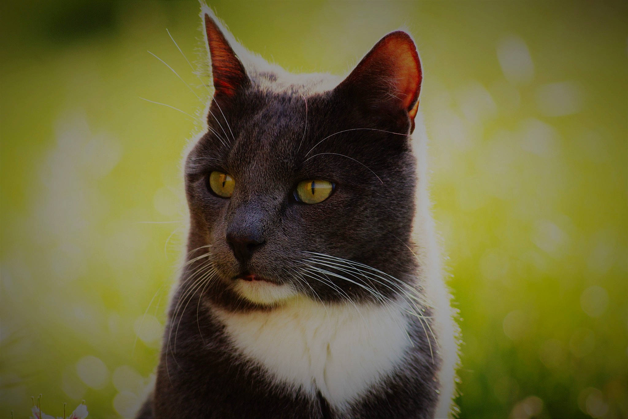 Sockette participe au concours pour gagner de l'argent avec cette photo : black_and_white, black_cat, carnivore, cat, close_up, domestic_short_haired_cat, eye, felidae, fur, grass, mammal, plant, small_to_medium_sized_cats, snout, tree, whiskers, wildlife