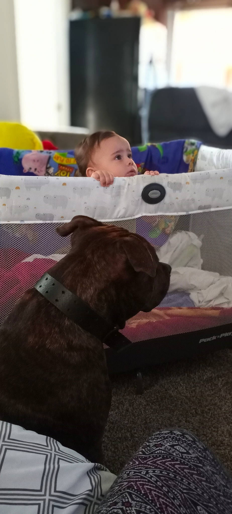 U'Nique joined the competition — help win amazing prizes! baby, canidae, carnivore, child, companion_dog, dog, dog_breed, guard_dog, nap, person, play, product, puppy, sleep, sporting_group, toddler