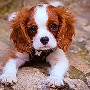 Doudou participe au concours pour gagner de l'argent avec cette photo : puppy, dog, cavalier_king_charles_spaniel, cute, fluffy, brown_and_white, pet, animal, outdoor, stone_floor, young, small_dog, portrait, looking_at_camera, lying_down, ears, fur, adorable, harness, closeup