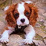puppy, dog, cavalier_king_charles_spaniel, cute, fluffy, brown_and_white, pet, animal, outdoor, stone_floor, young, small_dog, portrait, looking_at_camera, lying_down, ears, fur, adorable, harness, closeup