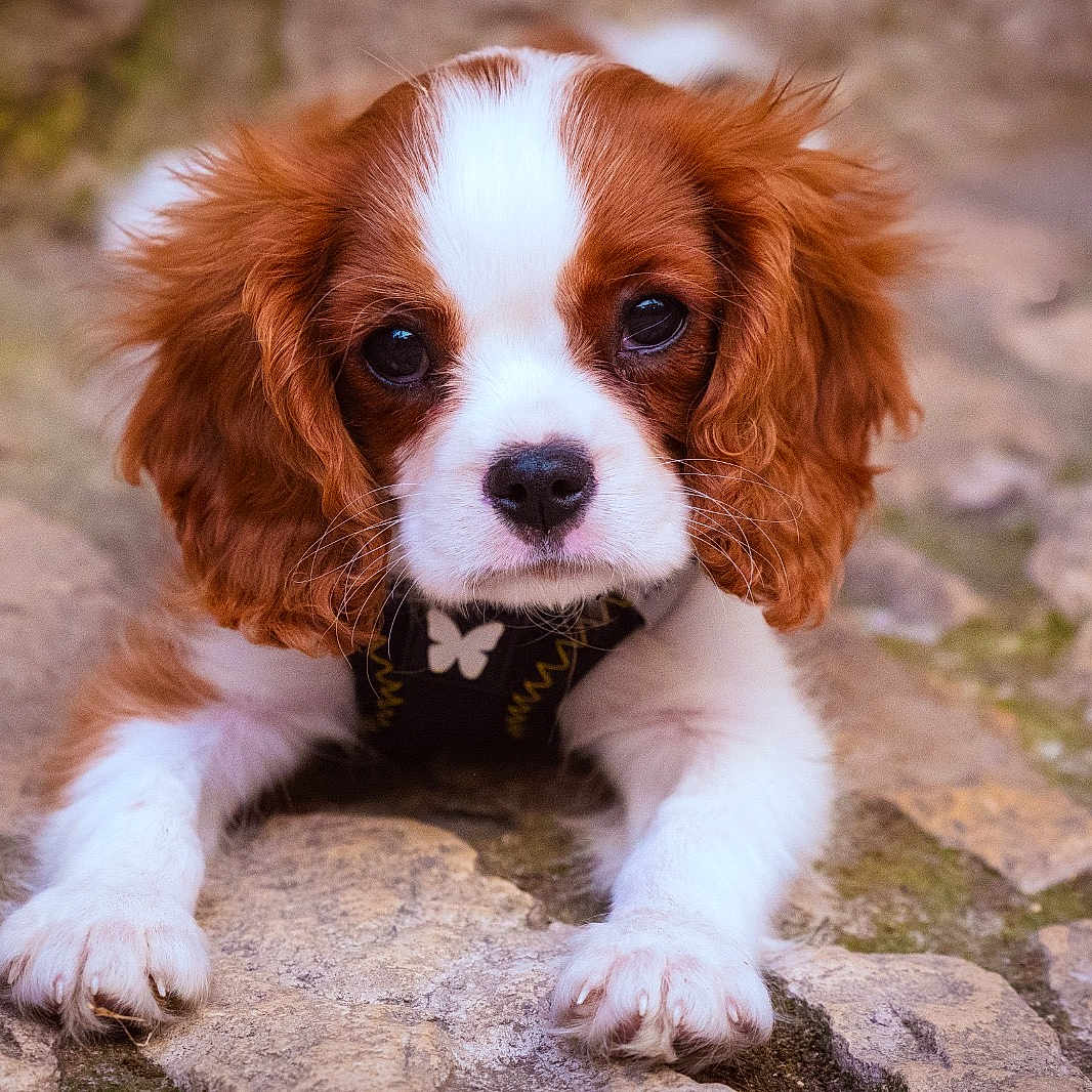 Doudou participe au concours pour gagner de l'argent avec cette photo : puppy, dog, cavalier_king_charles_spaniel, cute, fluffy, brown_and_white, pet, animal, outdoor, stone_floor, young, small_dog, portrait, looking_at_camera, lying_down, ears, fur, adorable, harness, closeup