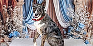 Newton participe au concours pour gagner de l'argent avec cette photo : dog, merle_coat, red_collar, portrait, studio, blue_curtains, white_curtains, floral_arrangement, table, pet, animal, sitting, indoors, decor, background, cute, canine, friendly, posing, fur