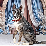 Newton participe au concours pour gagner de l'argent avec cette photo : dog, merle_coat, red_collar, portrait, studio, blue_curtains, white_curtains, floral_arrangement, table, pet, animal, sitting, indoors, decor, background, cute, canine, friendly, posing, fur