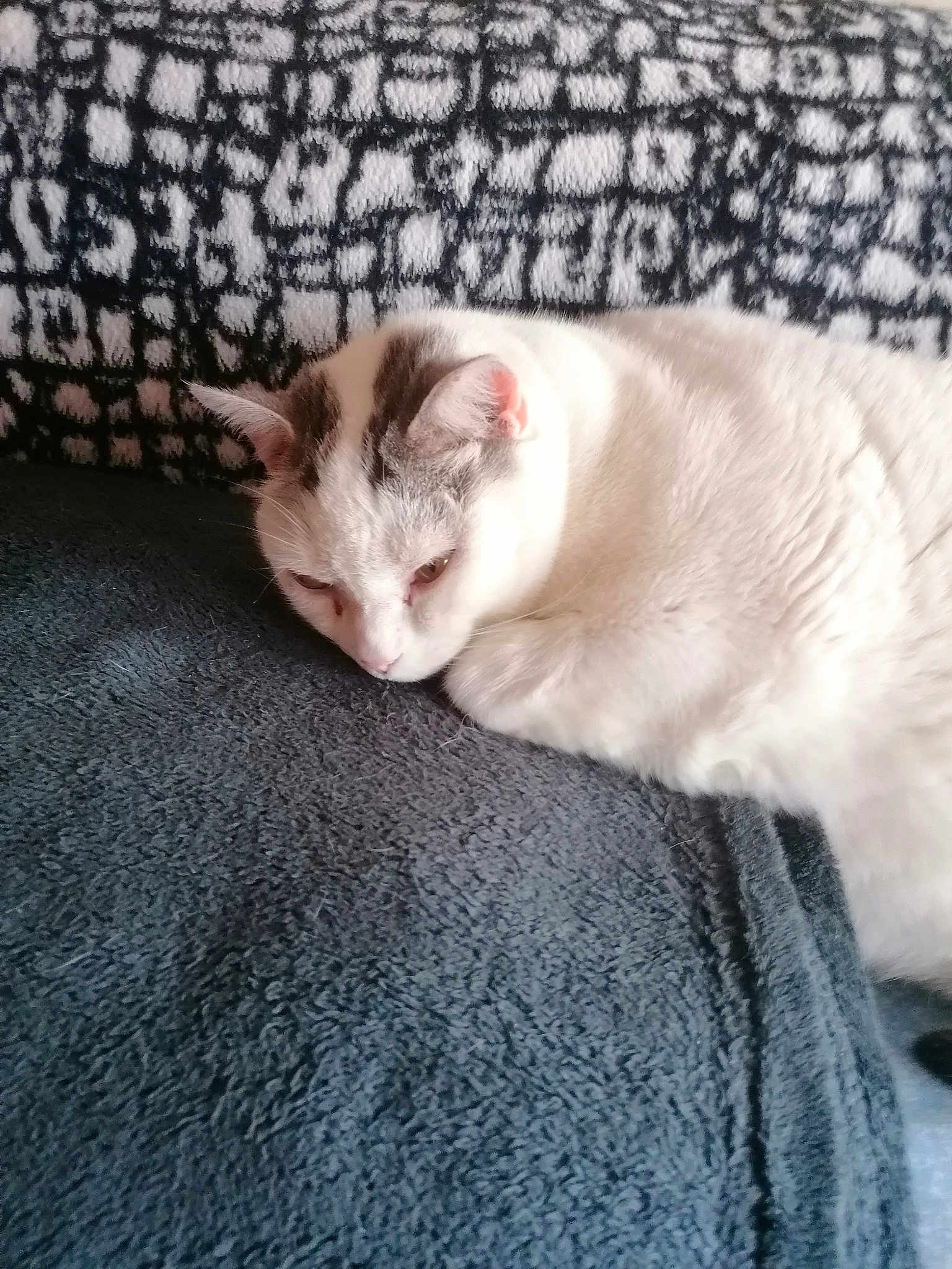Benji