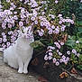 cat, white_cat, flowers, purple_flowers, plants, outdoor, nature, pet, animal, sitting, garden, foliage, greenery, leaves, concrete, curb, spring, flora, cute, quiet