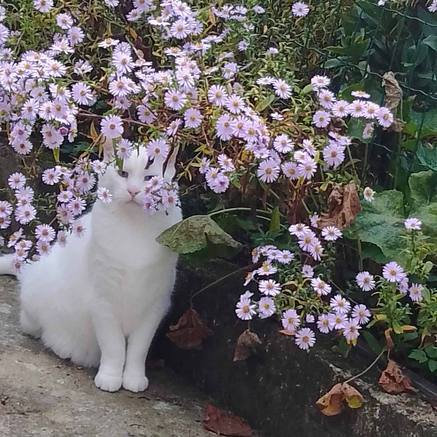Blue Eyes participe au concours pour gagner de l'argent avec cette photo : animal, cat, concrete, curb, cute, flora, flowers, foliage, garden, greenery, leaves, nature, outdoor, pet, plants, purple_flowers, quiet, sitting, spring, white_cat