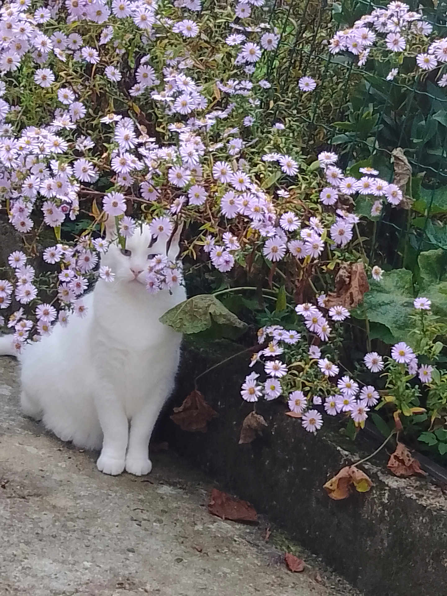 Blue Eyes participe au concours pour gagner de l'argent avec cette photo : cat, white_cat, flowers, purple_flowers, plants, outdoor, nature, pet, animal, sitting, garden, foliage, greenery, leaves, concrete, curb, spring, flora, cute, quiet