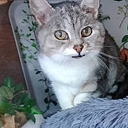 Isis participe au concours pour gagner de l'argent avec cette photo : cat, gray_cat, white_cat, pet, feline, indoor, curious, whiskers, ears, eyes, fur, houseplant, tray, wood, furniture, closeup, animal, domestic_cat, fluffy, resting