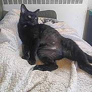 Bubbles joined the competition — help win amazing prizes! black_cat, cat, pet, feline, indoor, blanket, cozy, relaxing, resting, fur, whiskers, animal, mammal, cute, home, radiator, yellow_eyes, texture, comfort, laying_down